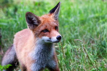 young wild red fox on green grass