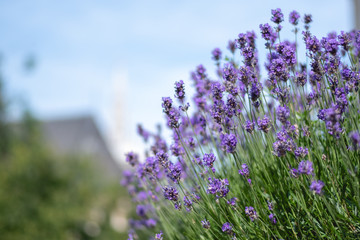 Macro shot of a lavender plant in Brussels, Belgium