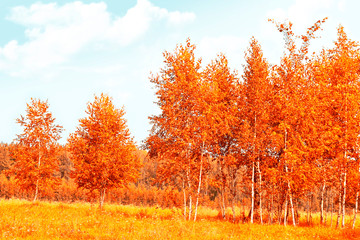 Autumn landscape. Trees with bright colorful leaves