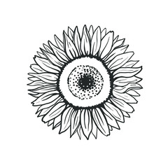 Sunflower isolated on white. Black and white vector floral illustration with sunflower. Free hand artistic sketch.