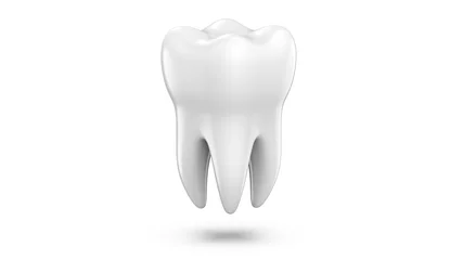 Fotobehang Dental 3d model of premolar tooth as a concept of dental examination teeth, dental health and hygiene. 3d rendering illustration isolated on white background. © www3d