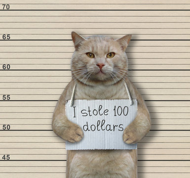 The cat criminal has the sign around his neck that says " I stole 100 dollars ". Lineup background.