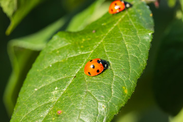 Two red ladybugs on a green leaf in the garden