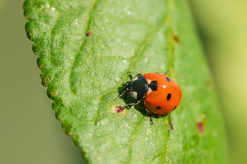 Red ladybug on a green leaf in the garden