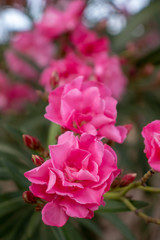 pink flowers in spring, beautiful pink flowers