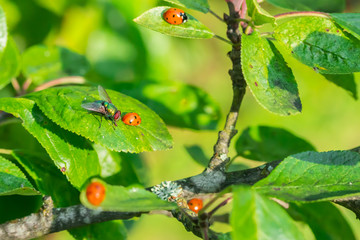 Red ladybugs and fly on a green leaves in the garden