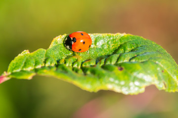 Red ladybug on a green leaf in the garden