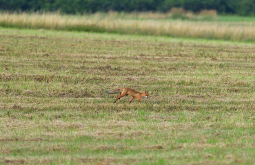 wild red fox walking on the meadow looking for food
