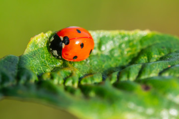 Obraz premium Red ladybug on a green leaf in the garden