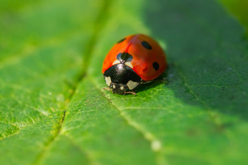 Red ladybug on a green leaf in the garden
