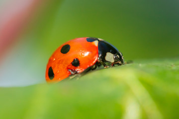 Obraz premium Red ladybug on a green leaf in the garden