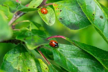 Two red ladybugs on a green leaf in the garden