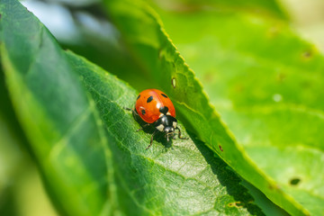 Red ladybug on a green leaf in the garden