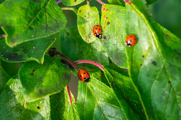 Red ladybugs on a green leaves in the garden