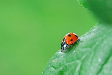Fototapeta premium Red ladybug on a green leaf in the garden