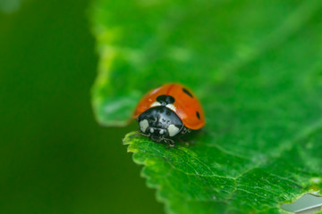 Red ladybug on a green leaf in the garden