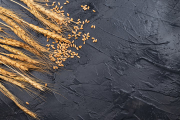 Dry ears of wheat on a dark gray background. Place for text