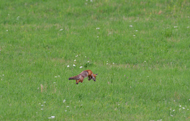 red fox jumping and hunting for mouse on a field