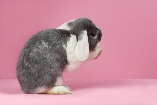 Beautiful minilop rabbit washing on a pink background