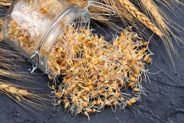 Young sprouted wheat in a glass jar on a dark gray background with ears of wheat. Organic grains good for salads, healthy food. Close-up