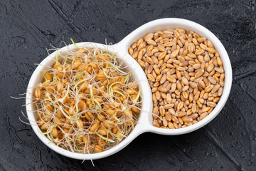 Dry and sprouted wheat grains in a white plate on a dark gray background with ears of wheat. Organic grains good for salads, healthy food. Close-up