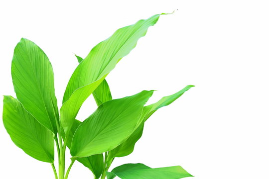 turmeric root plant/green leaves, isolated on white background