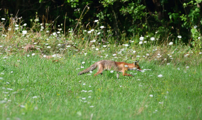 wild red fox walking on the meadow looking for food