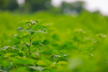 Fototapeta na wymiar green cotton Field in India