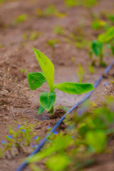 small Banana plant in India