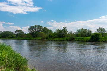 Thickets on the Vistula River near Krakow, Poland