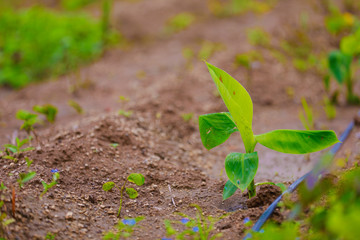 small Banana plant in India