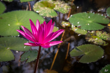 Lotus blossom blooming in pond