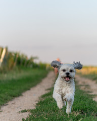 Small Shih Tzu in Playing in the vineyards