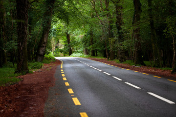 Obraz premium Carretera en el bosque