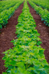 green cotton Field  in India
