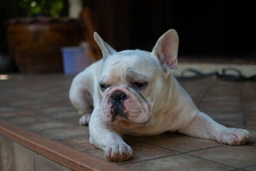 Fototapeta premium Old French Bulldog laying on the floor.