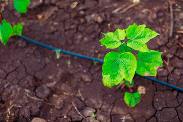 green cotton Field  in India
