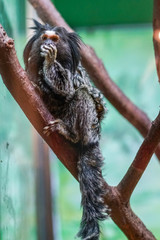 Black-tufted marmoset ( Callithrix penicillata) catching on a branch
