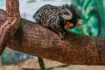 Common marmoset (Callithrix jacchus) playing on a wood branch