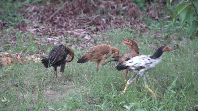 Chicken's family walking freely on meadow field outbuilding
