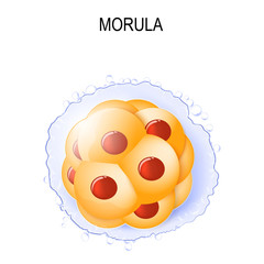 morula. stages of segmentation of a fertilized ovum