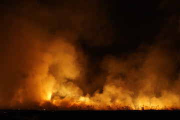 Fototapeta na wymiar Massive forest fire at night, terrific view and background
