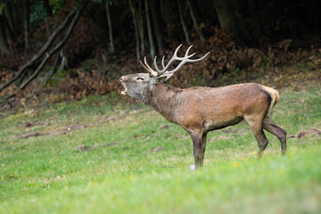 Naklejka na ściany i meble Red deer, cervus elaphus, stag roaring on a meadow to mark territory in rutting season. Side view of wild male mammal with antlers bellowing in autumn.