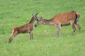 Young red deer, cervus elaphus, calf touching head of its hind mother with nose in summer. Concept of innocence of wild animal in nature with cute little youngster.