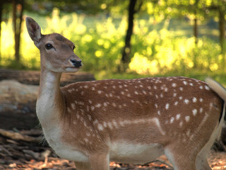 closeup on fallow deers in the shadow on a sunny day