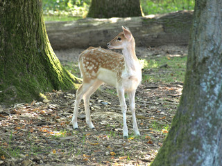 Single fallow deer fawn standing