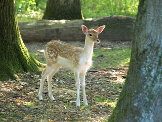 Single fallow deer fawn standing