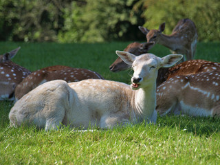 herd of fallow deer resting in the shadow on a hot sunny day