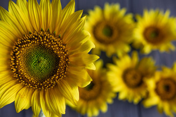 Greeting card design with sunflowers on gray wooden background. Frame for text with flowers of sunflower. Photo sunflowers with the place for copywriting. View from above