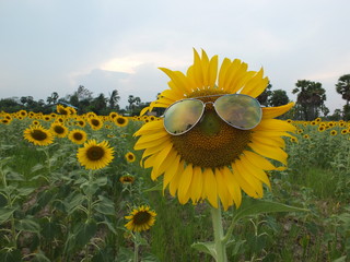 Sunflower wearing glasses